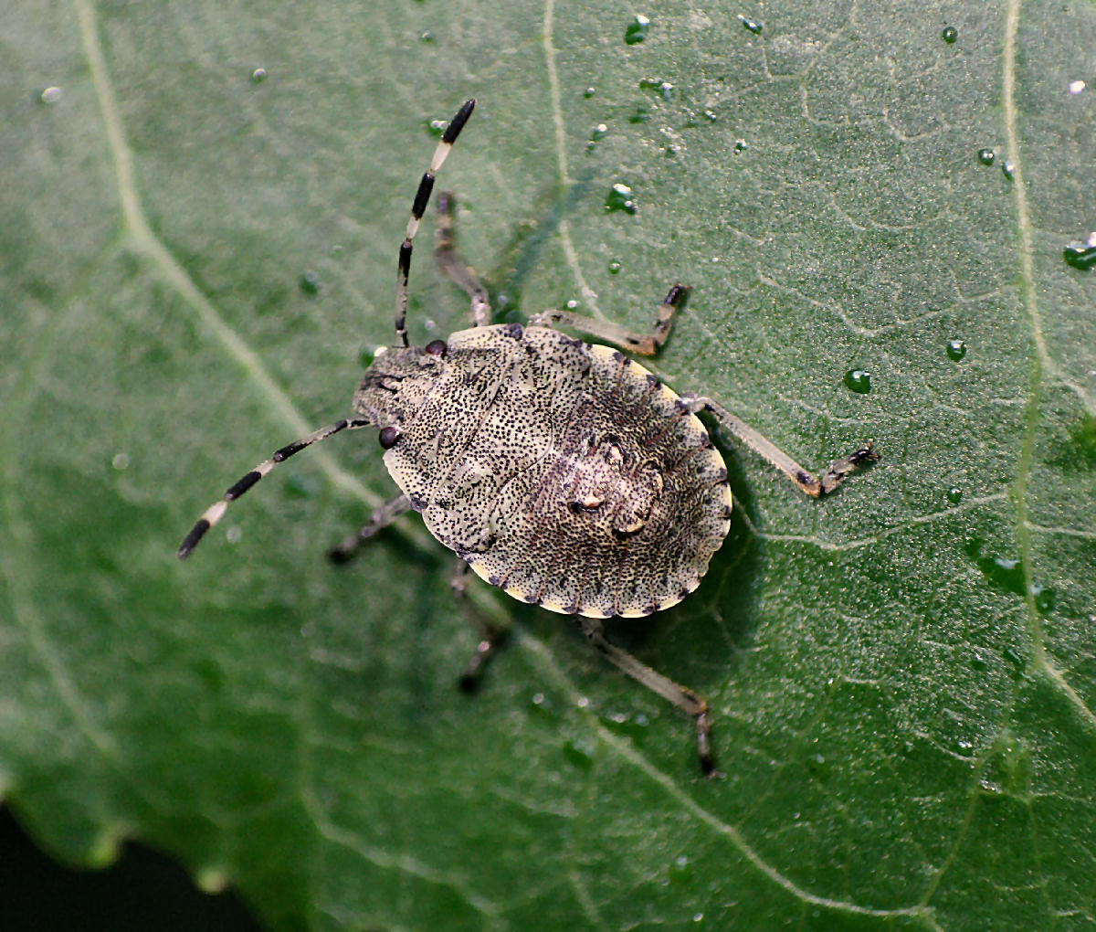 Pentatomidae: neanide di Rhaphigaster nebulosa di Lombardia